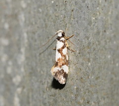 Machetis aphrobola
