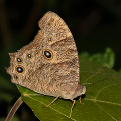 Melanitis leda leda