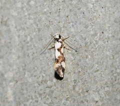 Machetis aphrobola