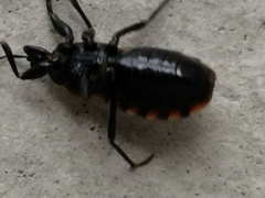 Haematoloecha nigrorufa
