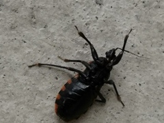 Haematoloecha nigrorufa