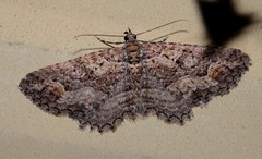 Chrysolarentia plesia