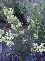 Retanilla ephedra