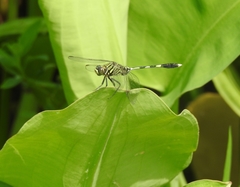 Orthetrum sabina
