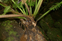 Cyathea stelligera