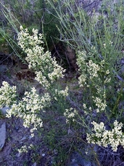 Retanilla ephedra