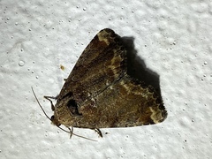 Pyrrhidivalva sordida