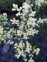 Retanilla ephedra