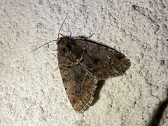 Pyrrhidivalva sordida