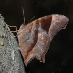 Melanitis leda leda