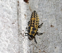 Cleobora mellyi