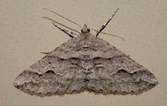 Syneora fractata