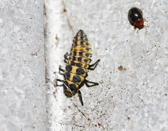Cleobora mellyi