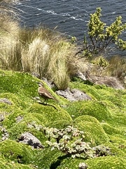 Cinclodes