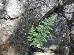 Myriopteris fendleri