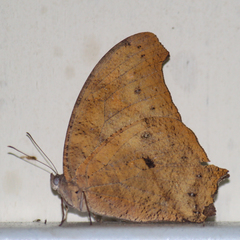 Melanitis leda leda
