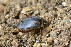 Thermonectus