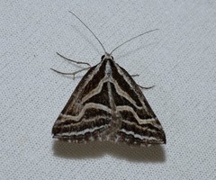 Dichromodes confluaria