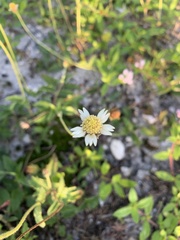 Tridax procumbens image
