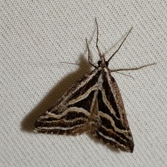 Dichromodes confluaria