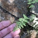 Fendler's Lipfern - Photo (c) CK Kelly, some rights reserved (CC BY), uploaded by CK Kelly