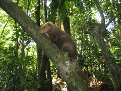 Crossarchus platycephalus