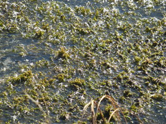 Drepanocladus