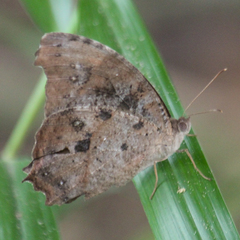 Melanitis leda leda