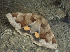 Chrysorithrum amatum