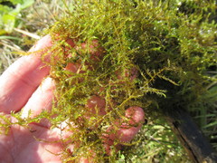 Drepanocladus