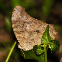 Melanitis leda leda