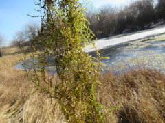 Drepanocladus