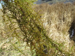 Drepanocladus