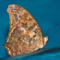 Melanitis leda leda