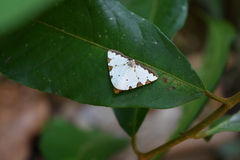 Eulepidotis testaceiceps