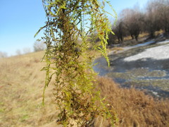 Drepanocladus