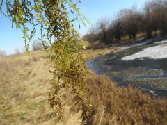 Drepanocladus