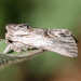 Calophasia platyptera - Photo (c) Heiner Ziegler, algunos derechos reservados (CC BY-NC), subido por Heiner Ziegler