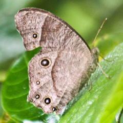 Melanitis leda leda