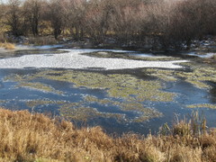 Drepanocladus