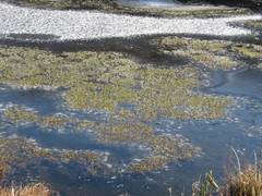 Drepanocladus