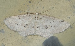 Poecilasthena scoliota