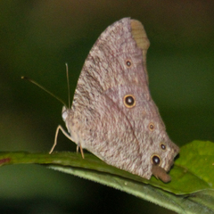 Melanitis leda leda