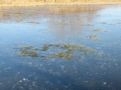 Drepanocladus