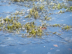 Drepanocladus
