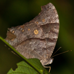 Melanitis leda leda