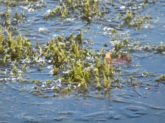 Drepanocladus