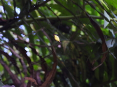 Gasteracantha sauteri