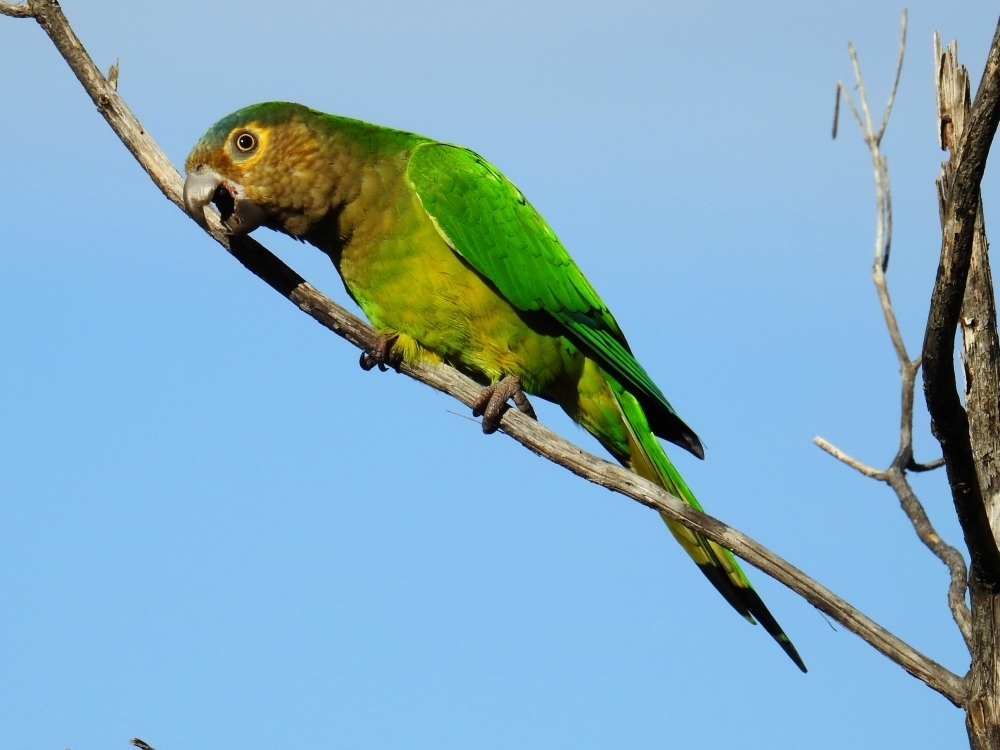 Aratinga Pertinaz, Eupsittula pertinax