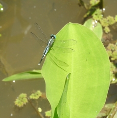 Acisoma panorpoides